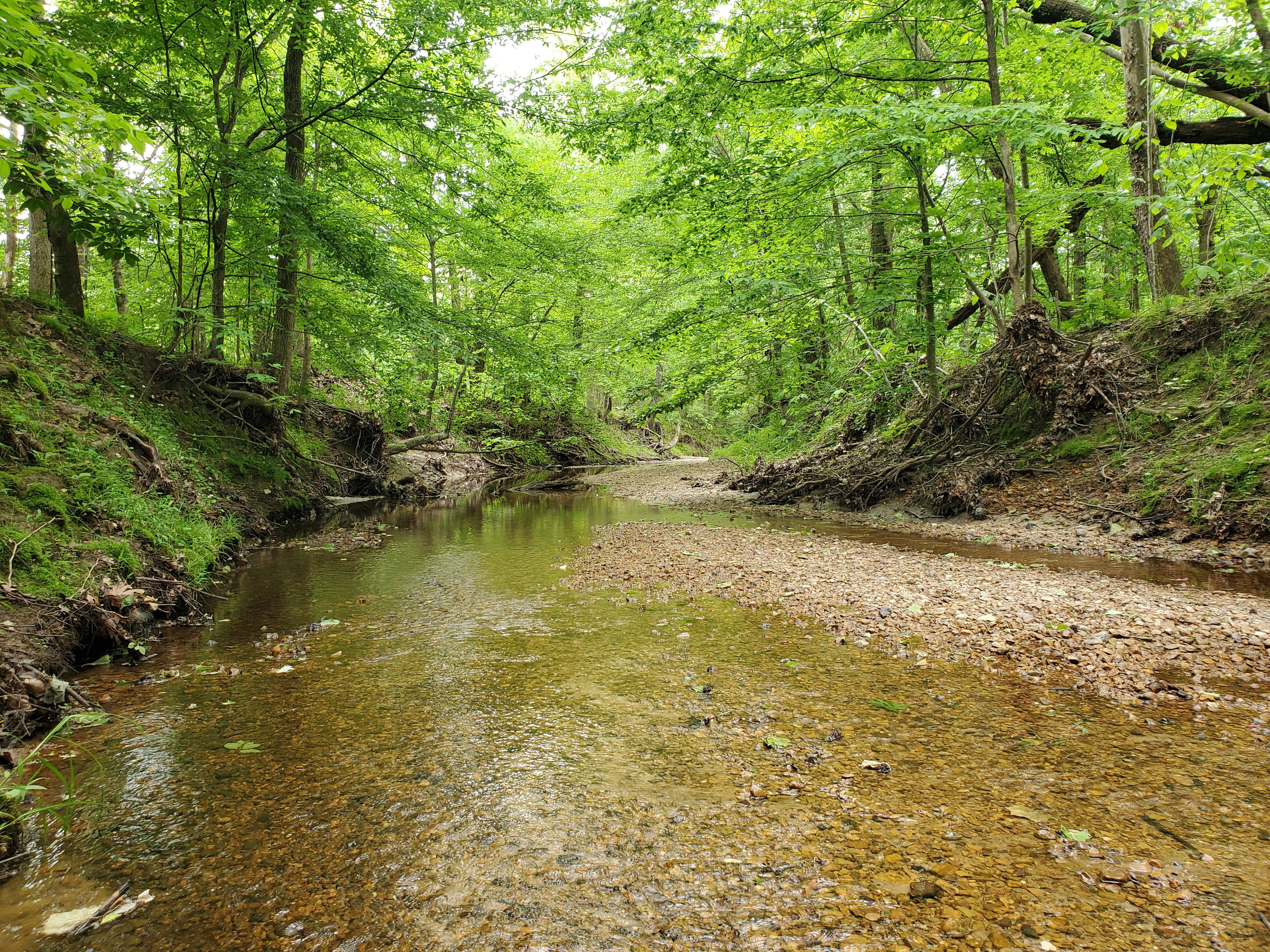 A creek with a gravel bar in the middle and trees to either side 